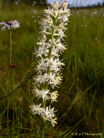 {Triantha racemosa}